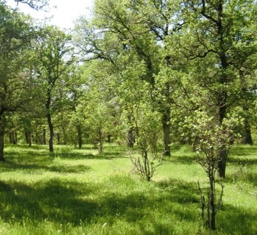 Socail_Forest_Oaks