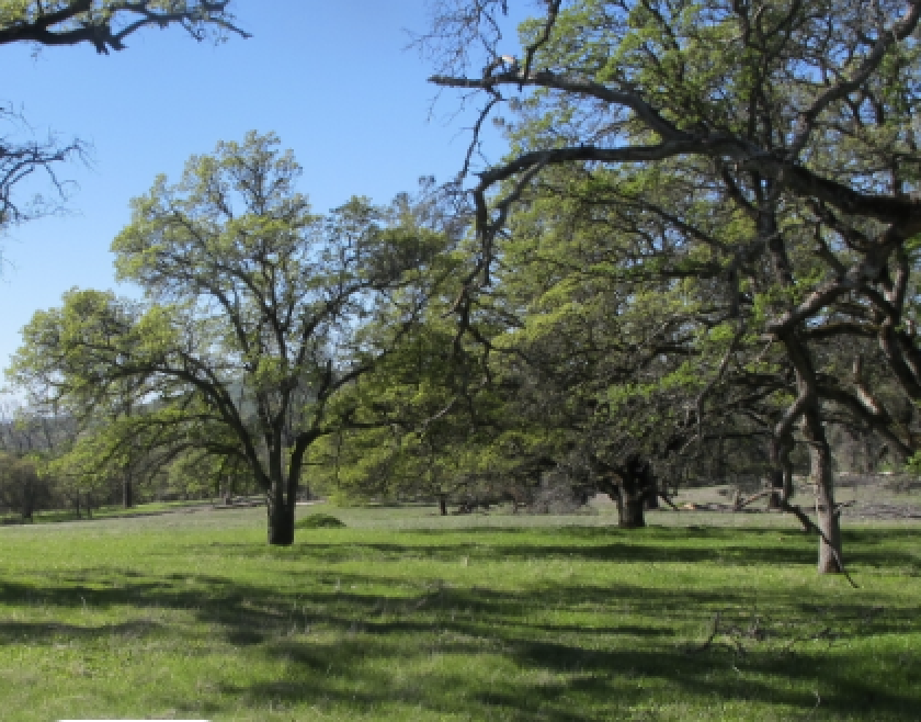Coast_Live_Oak