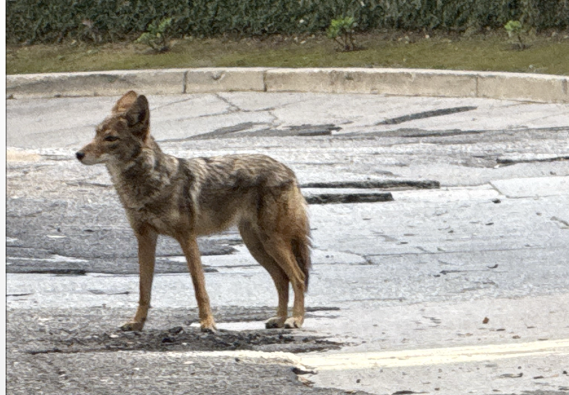 Coyote