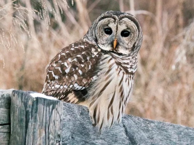 barred-owl-tallgrass-prairie-natl-preserve-Macaulay-Library-CLO-W