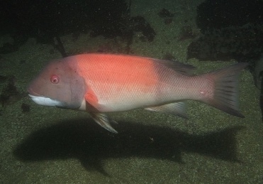 1200px-Sheephead_1736aeb0_bbfa9fbf