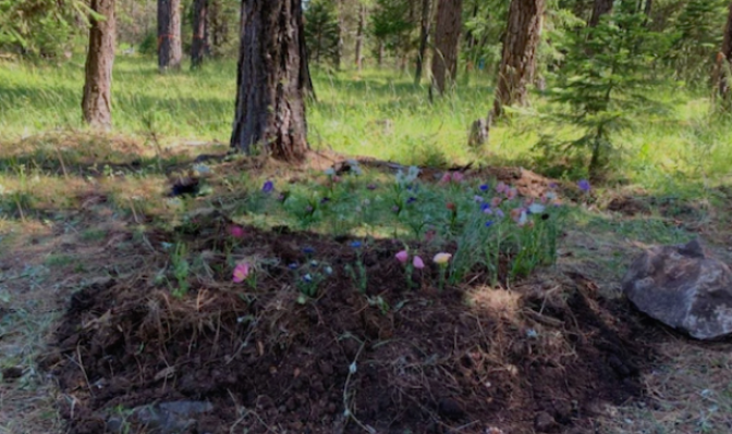 Green_Burial_Council_2f497ce6_af59db9d