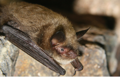 Little_Brown_Bat_b928d37b