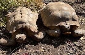 Sherrells_Tortoises
