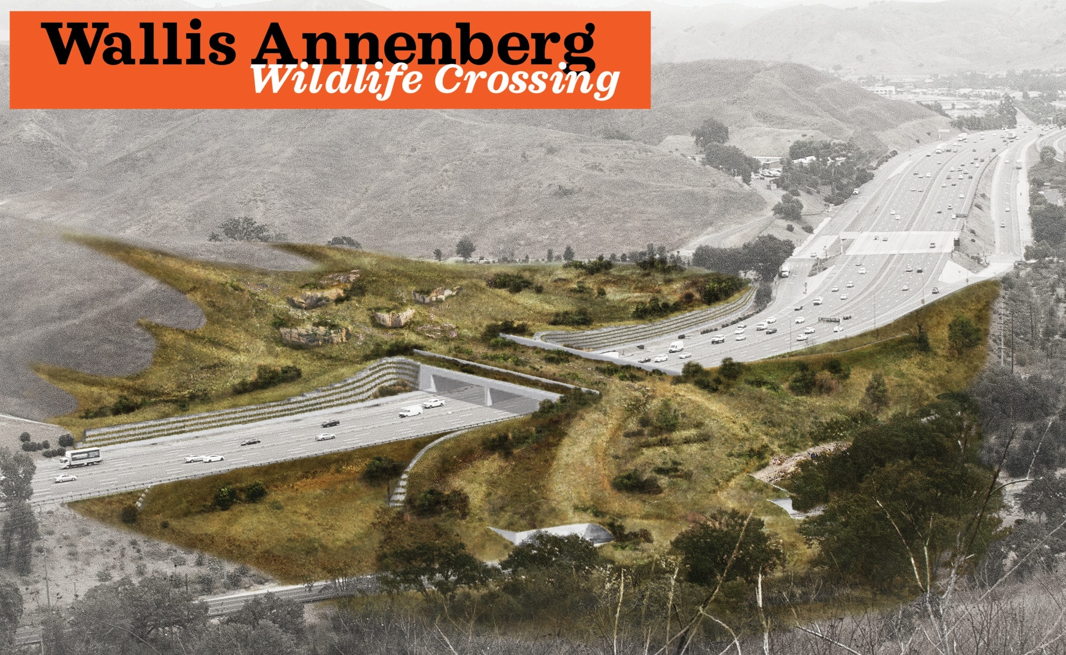 Wildlife_crossing_orange_crop